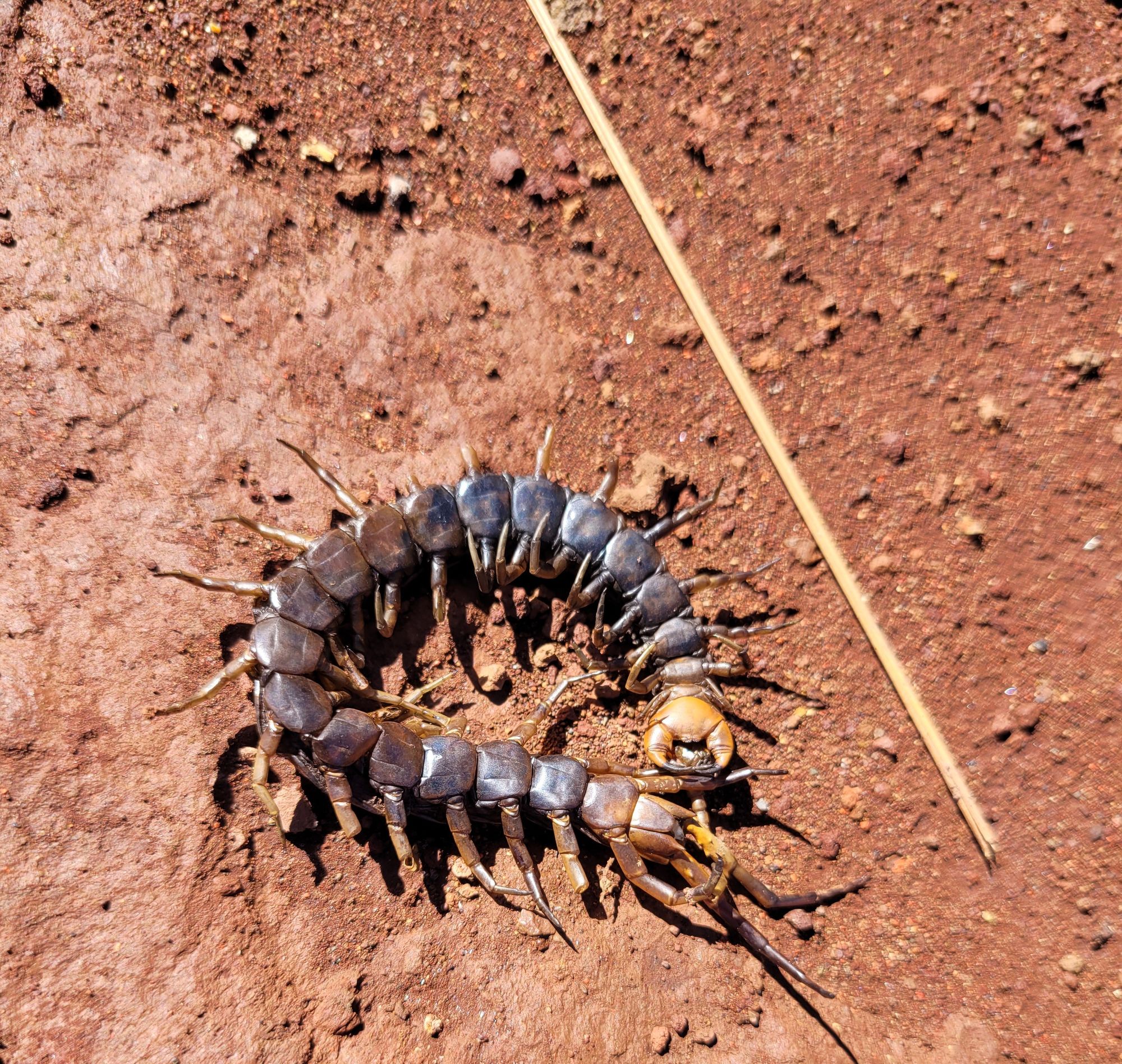 HI-Centipede-1