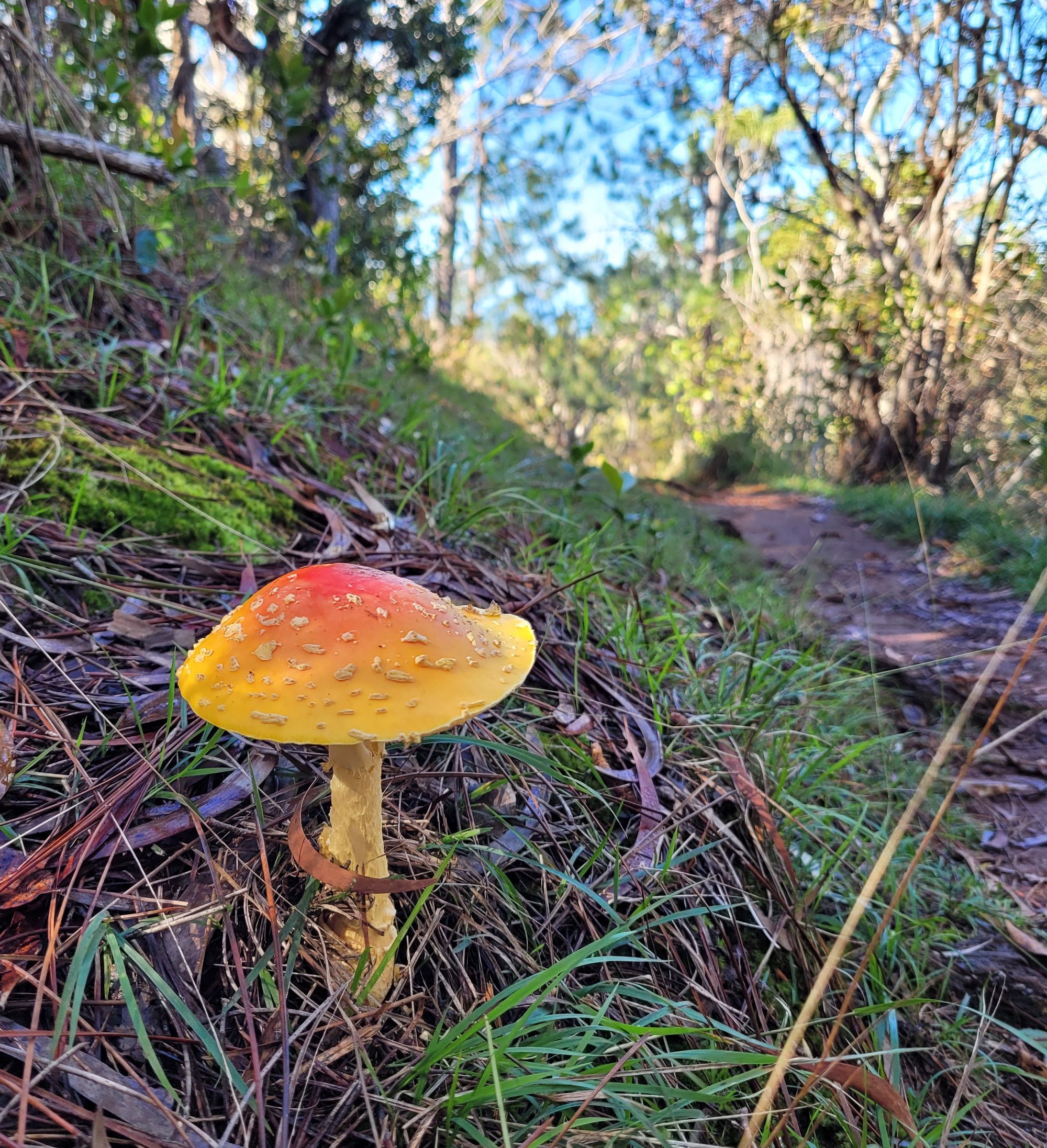 HI-Mushroom-1